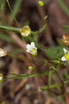 Appalachian stitchwort